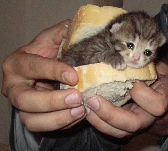 a picture of a sad cat being held inside a piece of bread