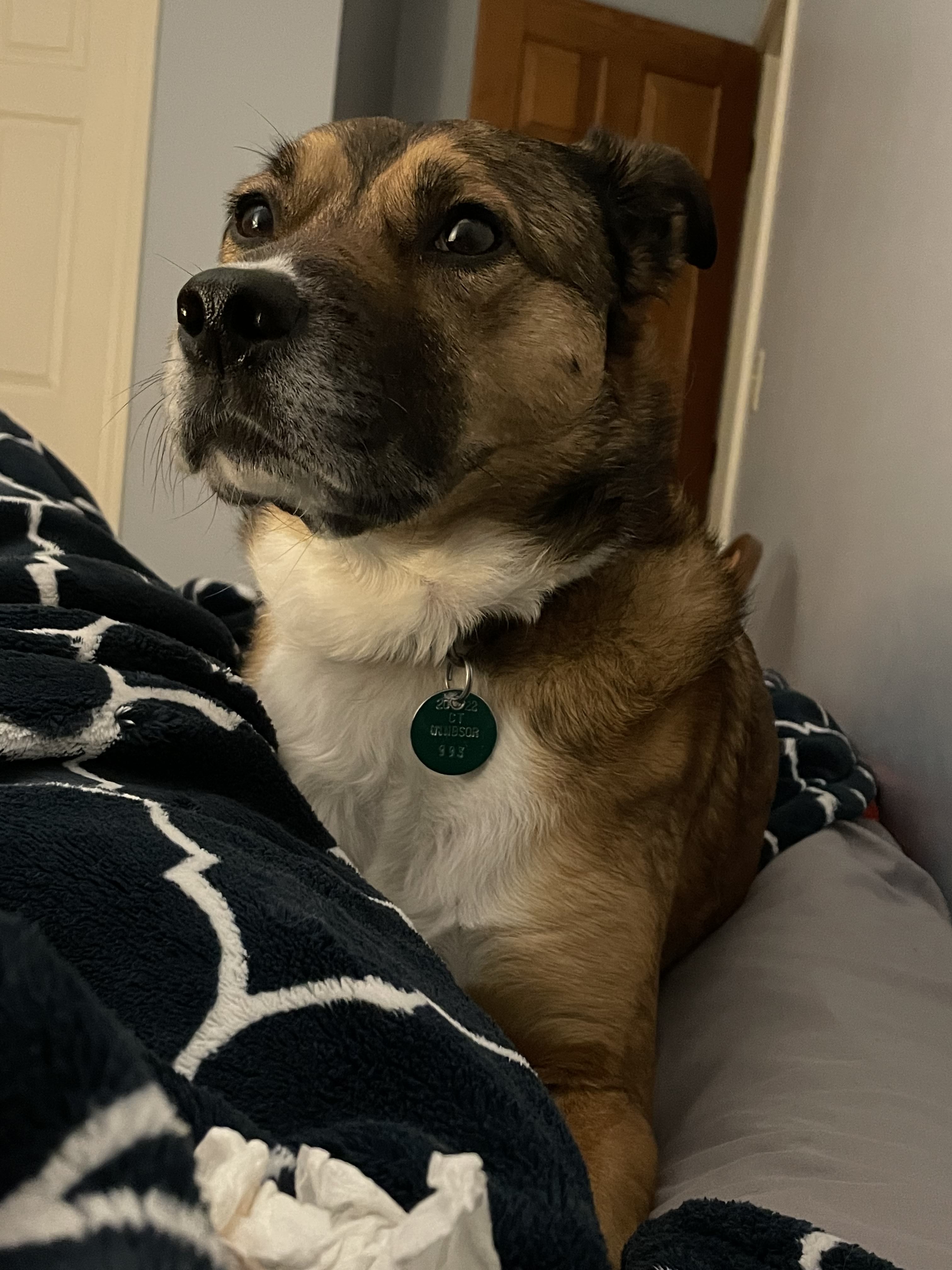 a picture of my dog, Molly